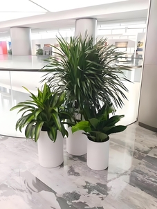 解析宁波北仑盆景租摆价格，超实用！